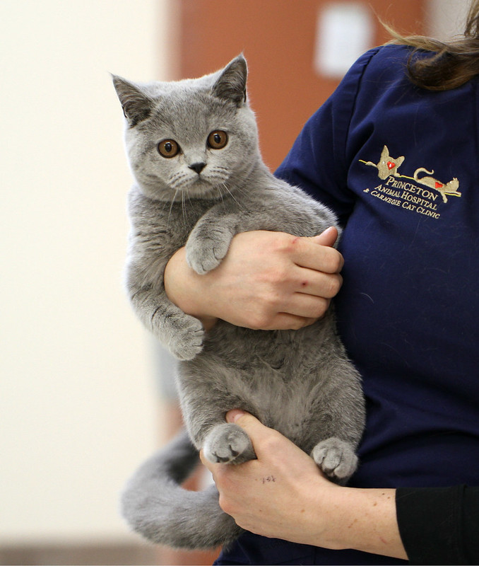 Такие разные кошки by Ekaterina Osnovina - Ourboox.com