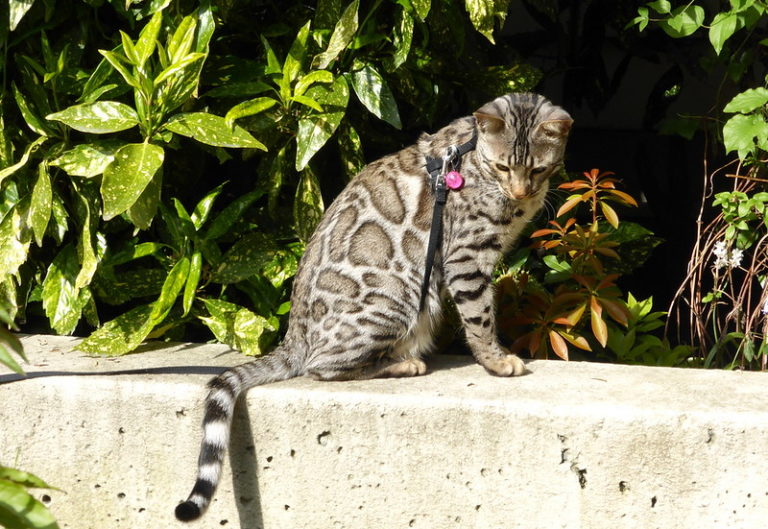 Такие разные кошки by Ekaterina Osnovina - Ourboox.com