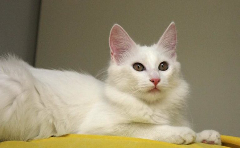 Такие разные кошки by Ekaterina Osnovina - Ourboox.com