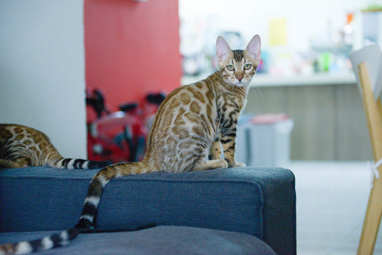 Такие разные кошки by Ekaterina Osnovina - Ourboox.com