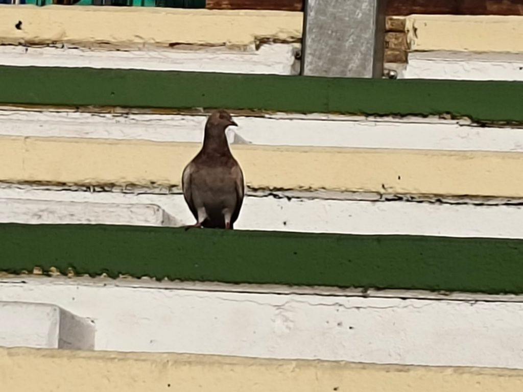 Sana by Sana Abu Husein - Ourboox.com