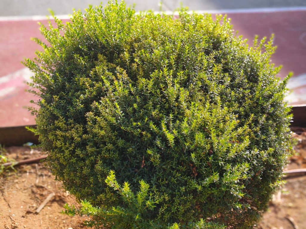 Sana by Sana Abu Husein - Ourboox.com