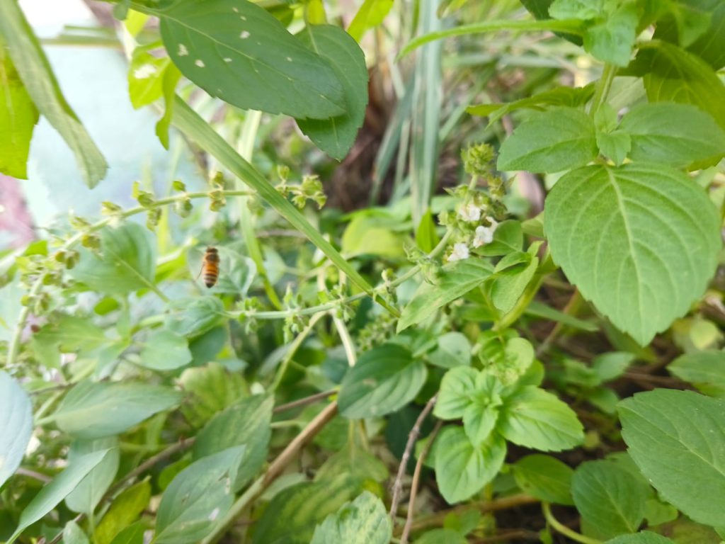 Sana by Sana Abu Husein - Ourboox.com