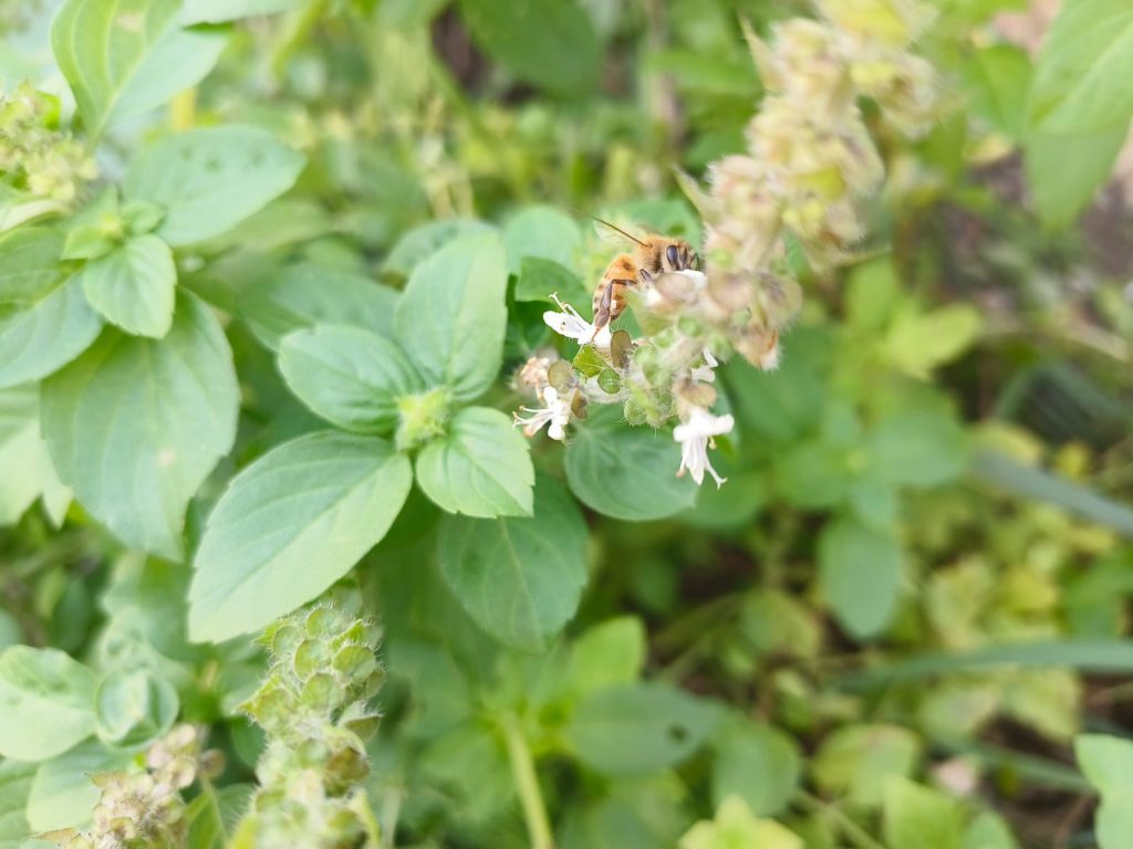 Sana by Sana Abu Husein - Ourboox.com