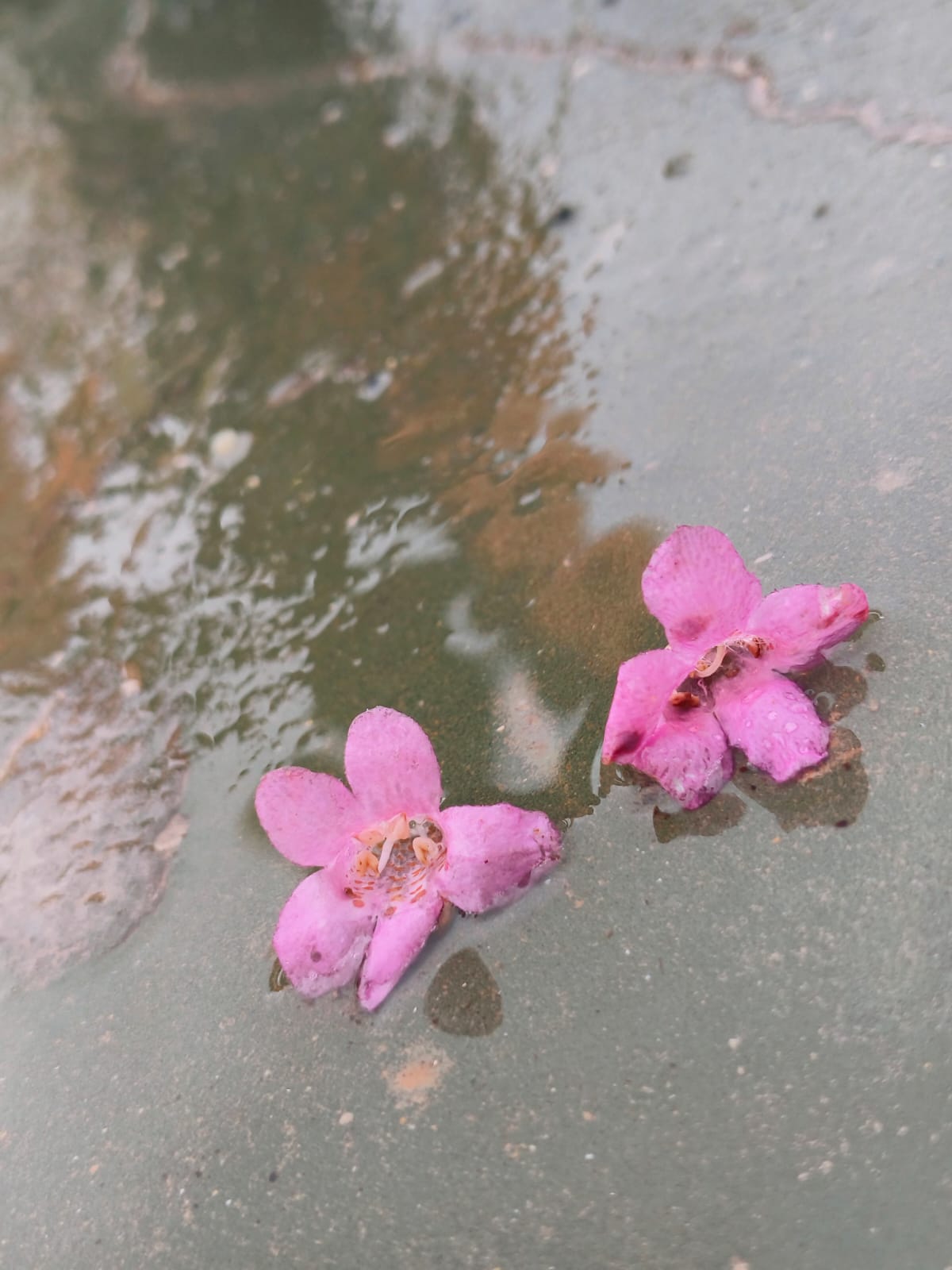 Sana by Sana Abu Husein - Ourboox.com