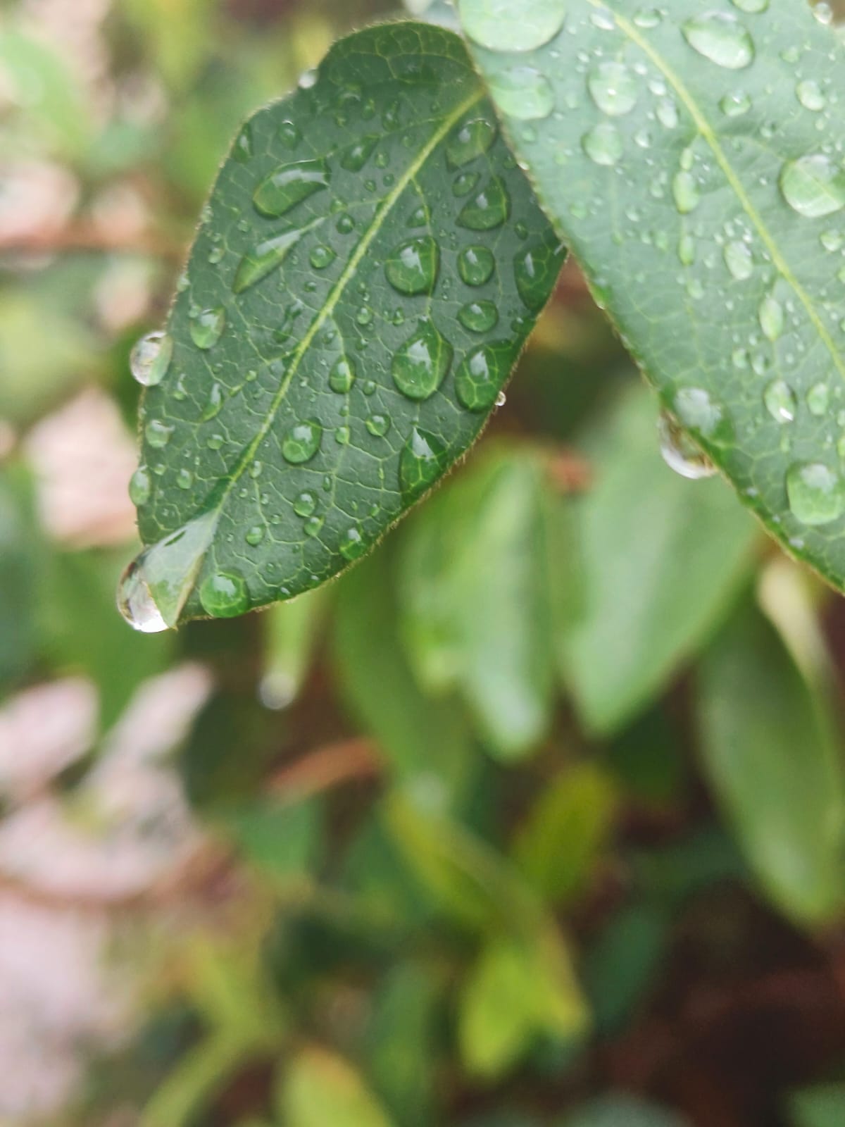 Sana by Sana Abu Husein - Ourboox.com