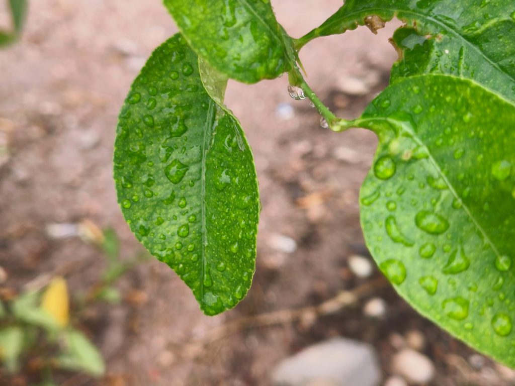 Sana by Sana Abu Husein - Ourboox.com