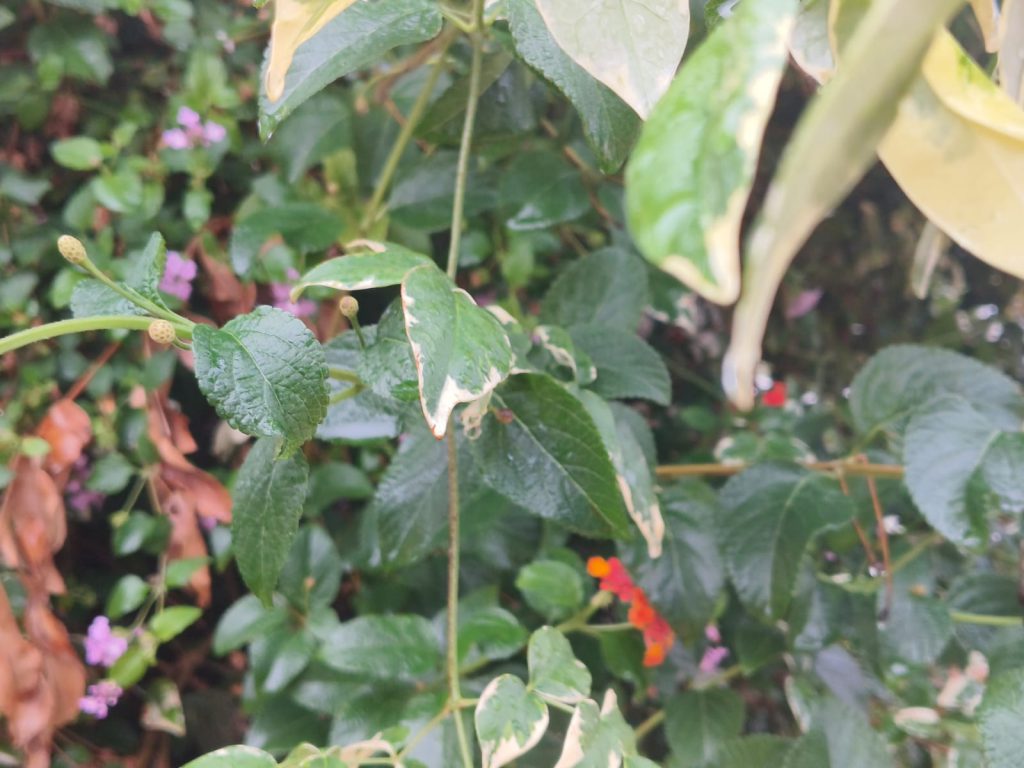 Sana by Sana Abu Husein - Ourboox.com