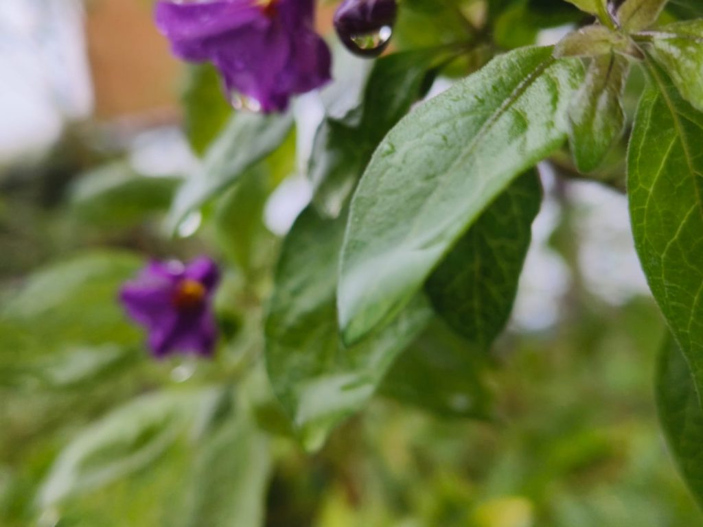 Sana by Sana Abu Husein - Ourboox.com