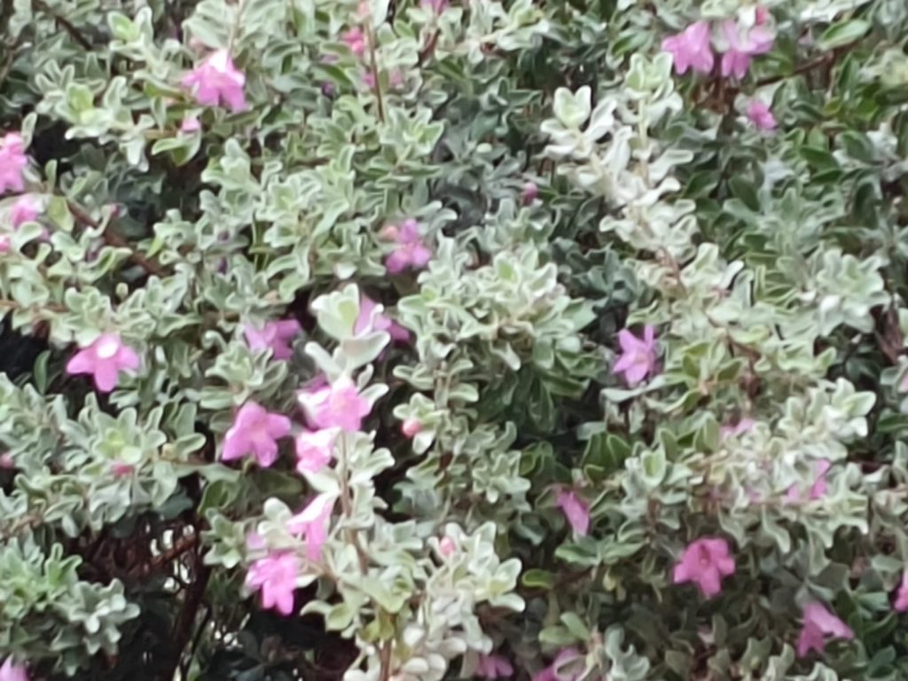 Sana by Sana Abu Husein - Ourboox.com