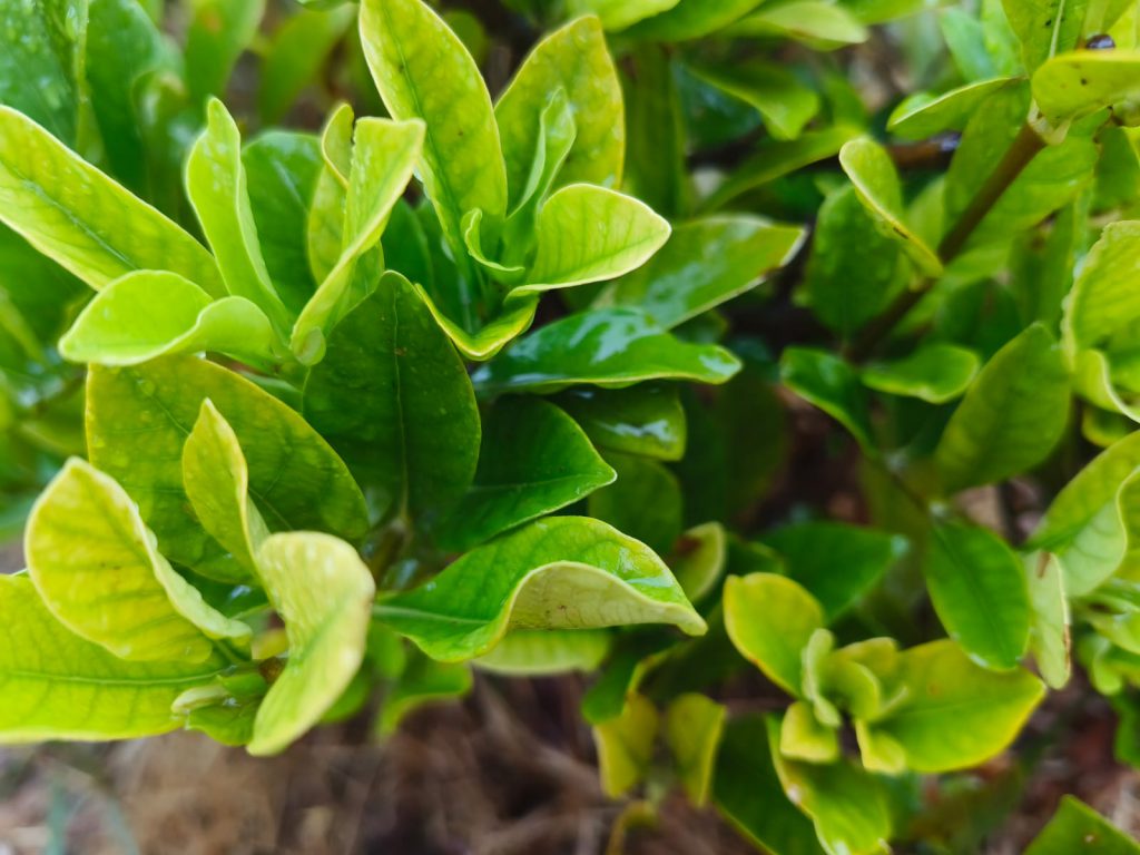 Sana by Sana Abu Husein - Ourboox.com