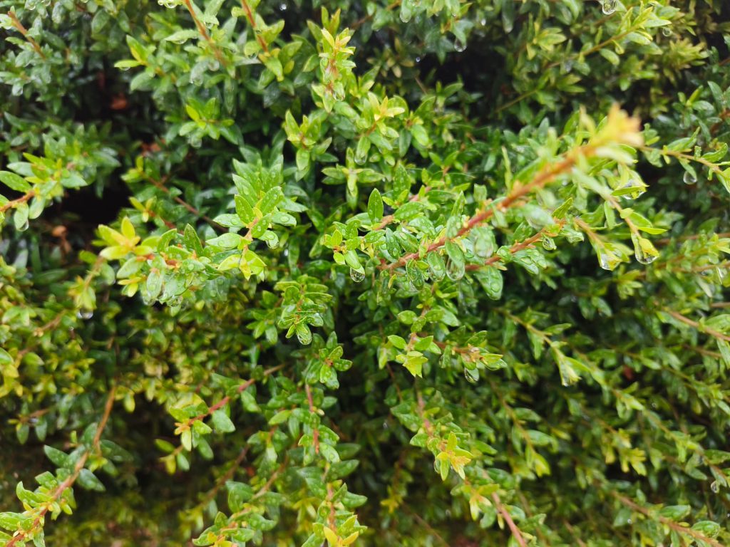 Sana by Sana Abu Husein - Ourboox.com