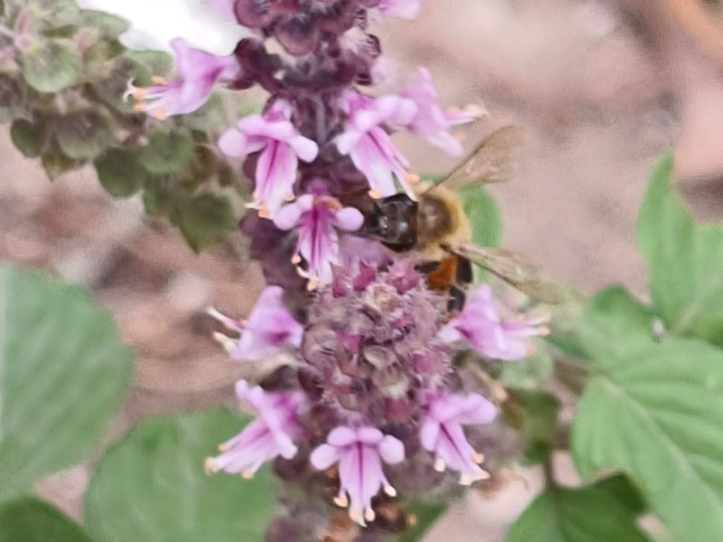 Sana by Sana Abu Husein - Ourboox.com