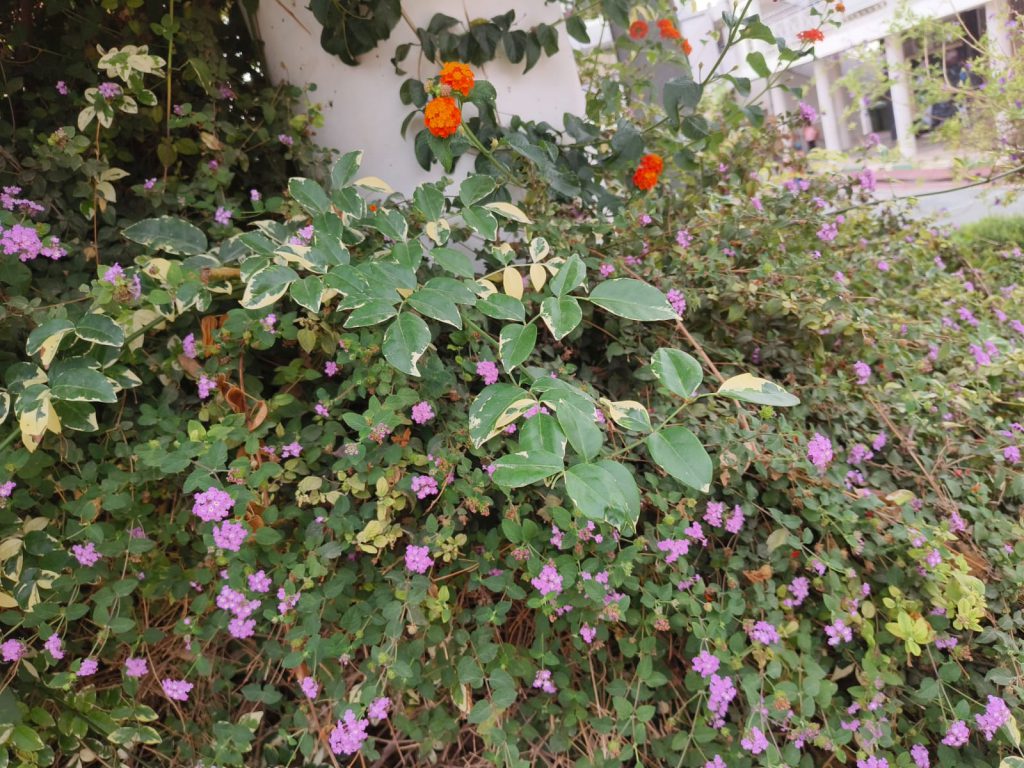 Sana by Sana Abu Husein - Ourboox.com