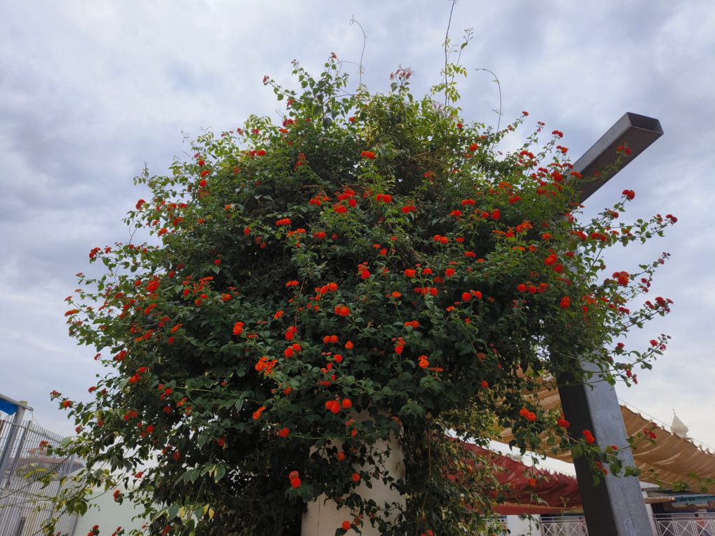 Sana by Sana Abu Husein - Ourboox.com