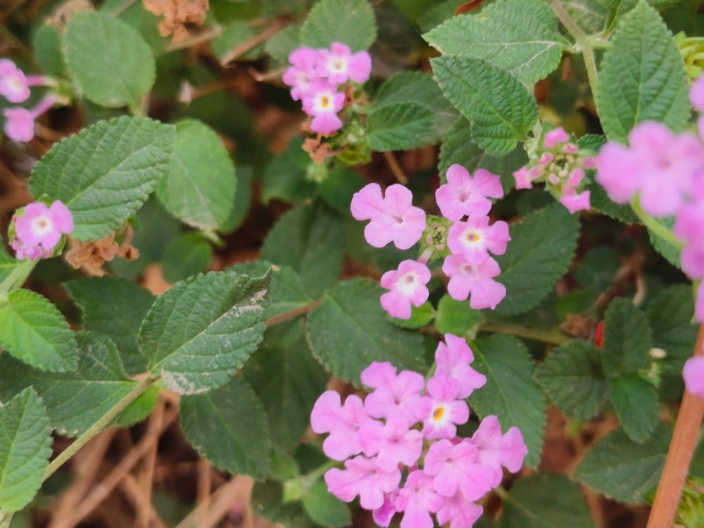 Sana by Sana Abu Husein - Ourboox.com