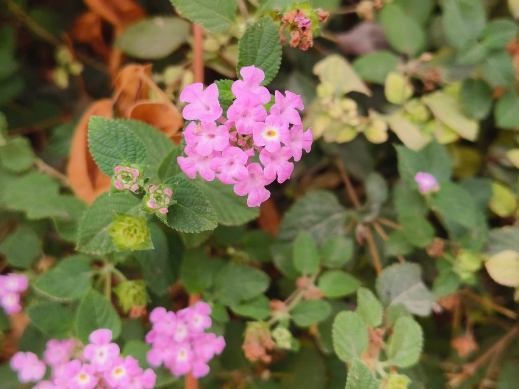 Sana by Sana Abu Husein - Ourboox.com