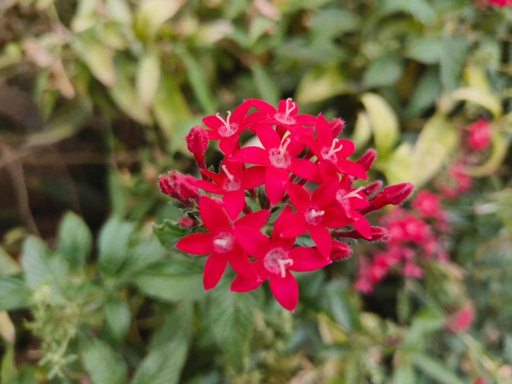 Sana by Sana Abu Husein - Ourboox.com