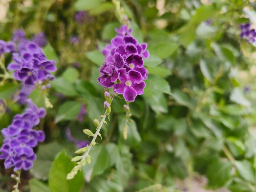 Sana by Sana Abu Husein - Ourboox.com