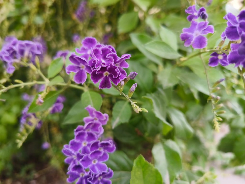 Sana by Sana Abu Husein - Ourboox.com