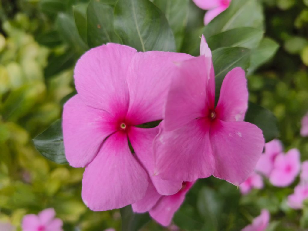 Sana by Sana Abu Husein - Ourboox.com