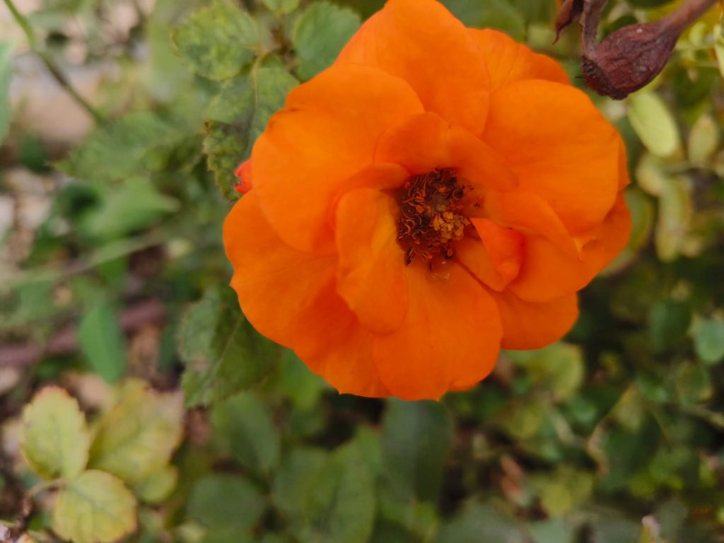 Sana by Sana Abu Husein - Ourboox.com