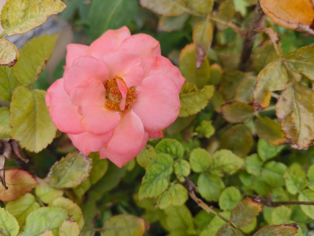 Sana by Sana Abu Husein - Ourboox.com