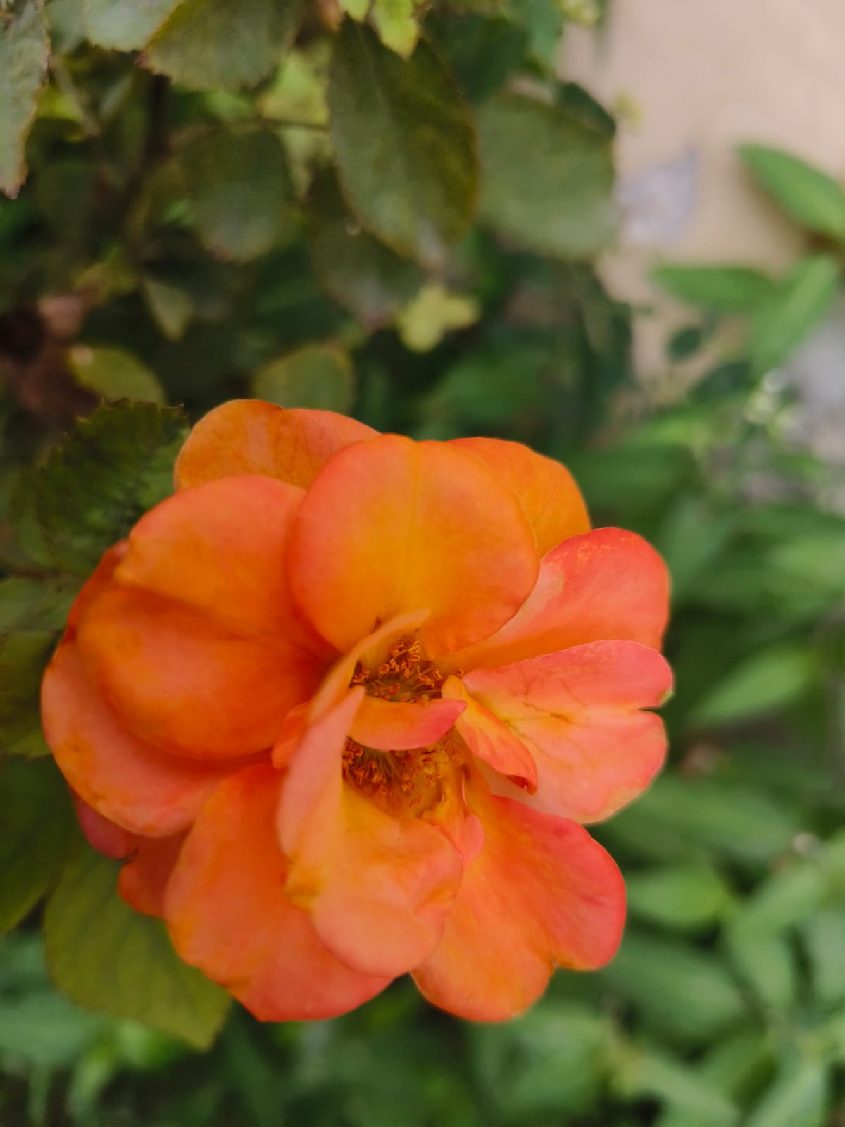 Sana by Sana Abu Husein - Ourboox.com