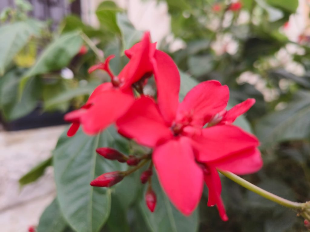 Sana by Sana Abu Husein - Ourboox.com