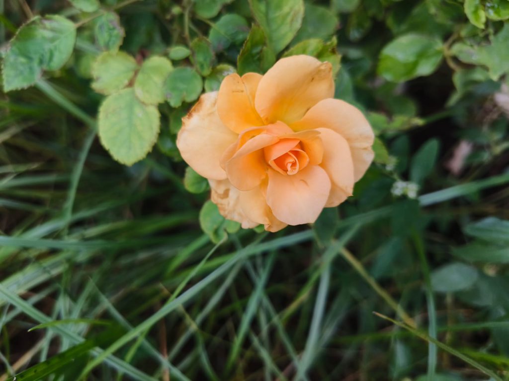 Sana by Sana Abu Husein - Ourboox.com