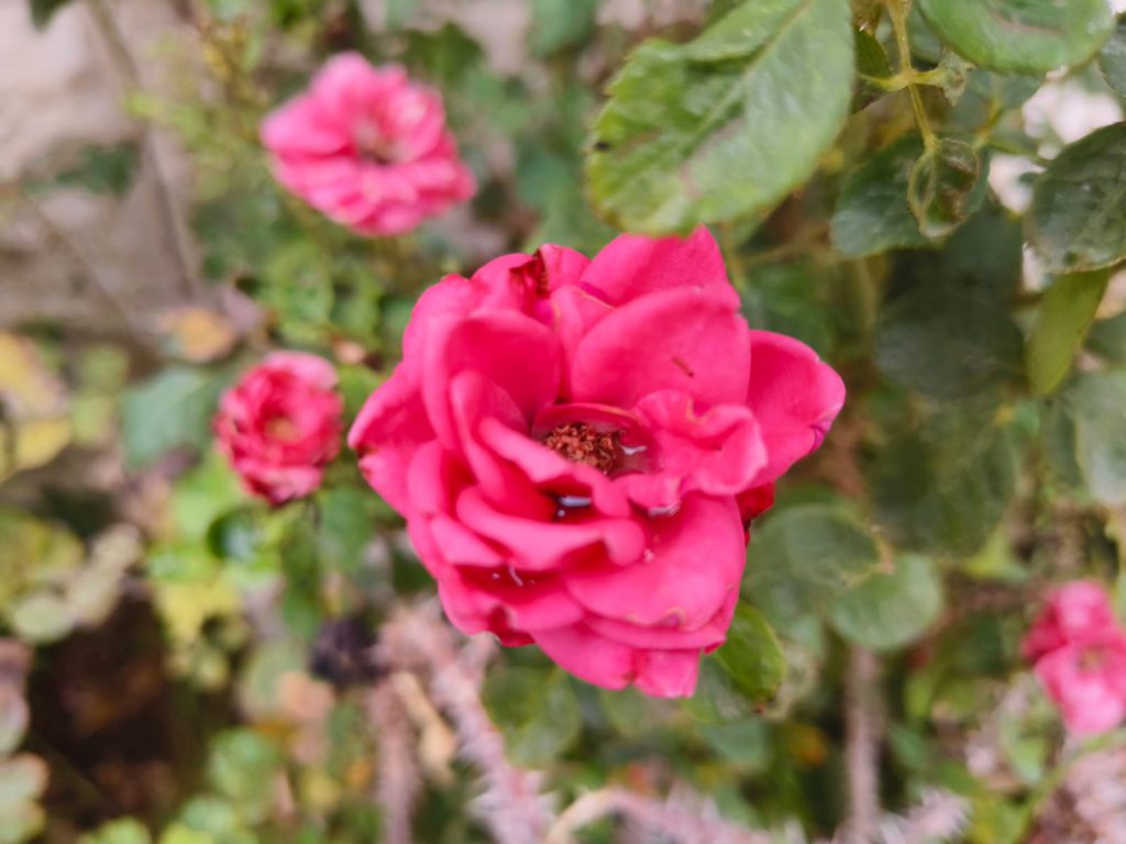 Sana by Sana Abu Husein - Ourboox.com