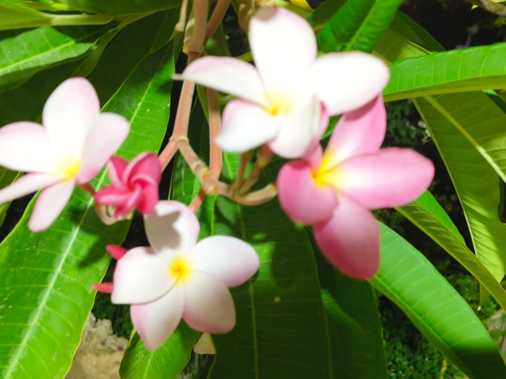 Sana by Sana Abu Husein - Ourboox.com