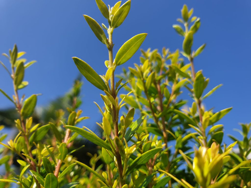 حياتي المزهره by RAMA Abo mokh - Illustrated by Rama Abo Mokh - Ourboox.com