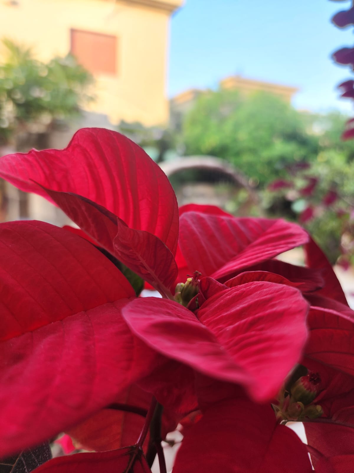 حياتي المزهره by RAMA Abo mokh - Illustrated by Rama Abo Mokh - Ourboox.com