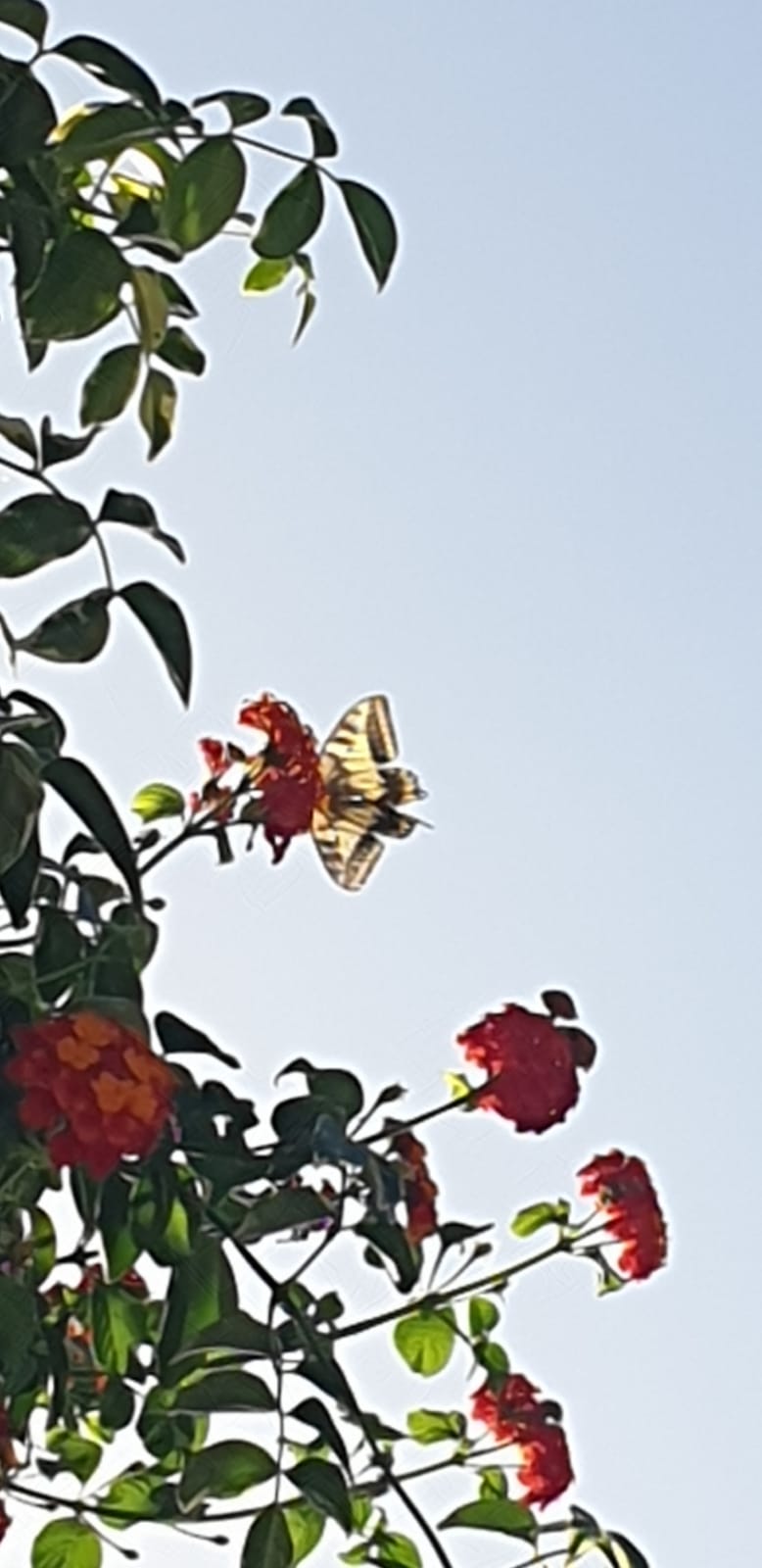 حياتي المزهره by RAMA Abo mokh - Illustrated by Rama Abo Mokh - Ourboox.com