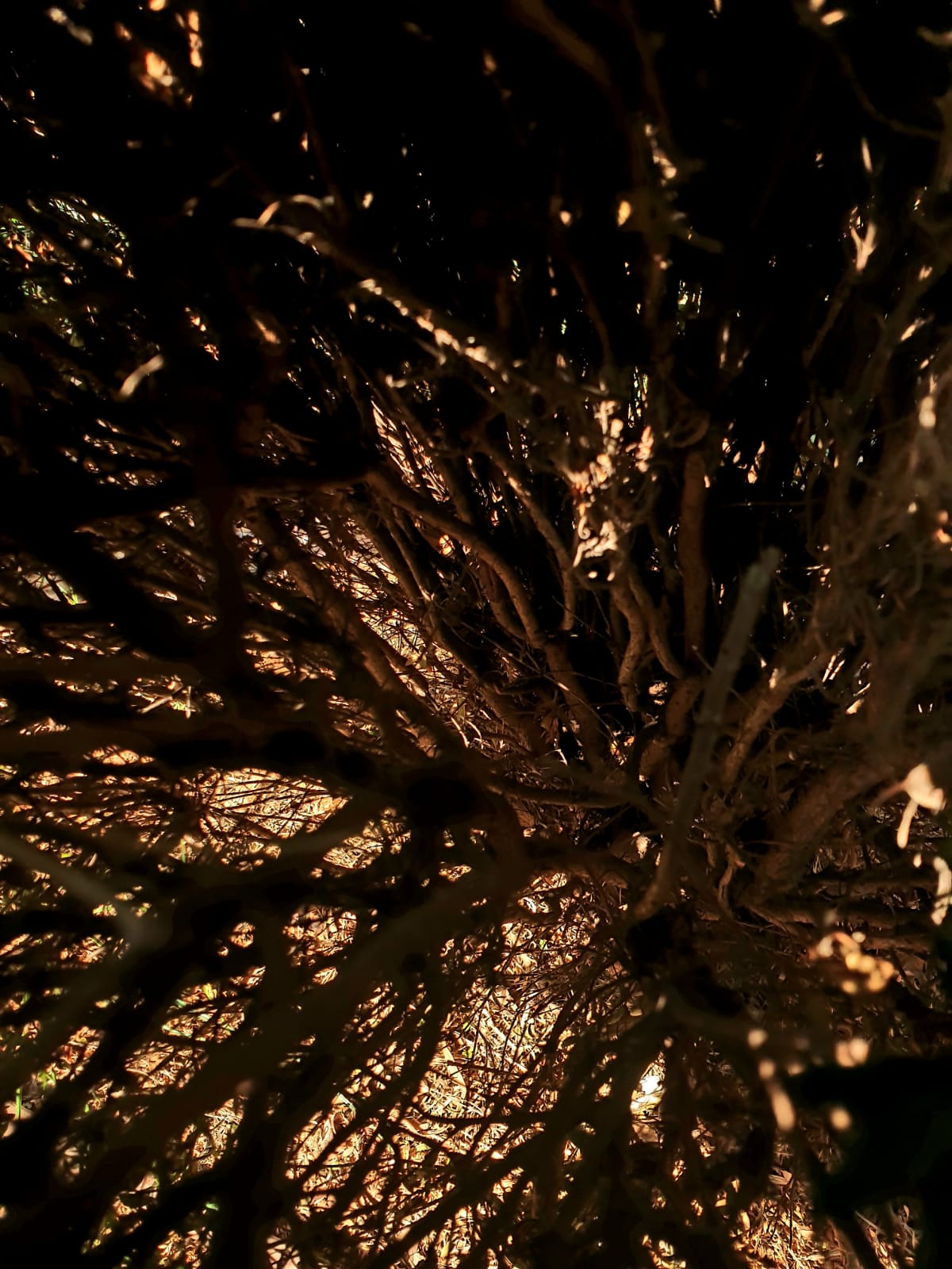 حياتي المزهره by RAMA Abo mokh - Illustrated by Rama Abo Mokh - Ourboox.com