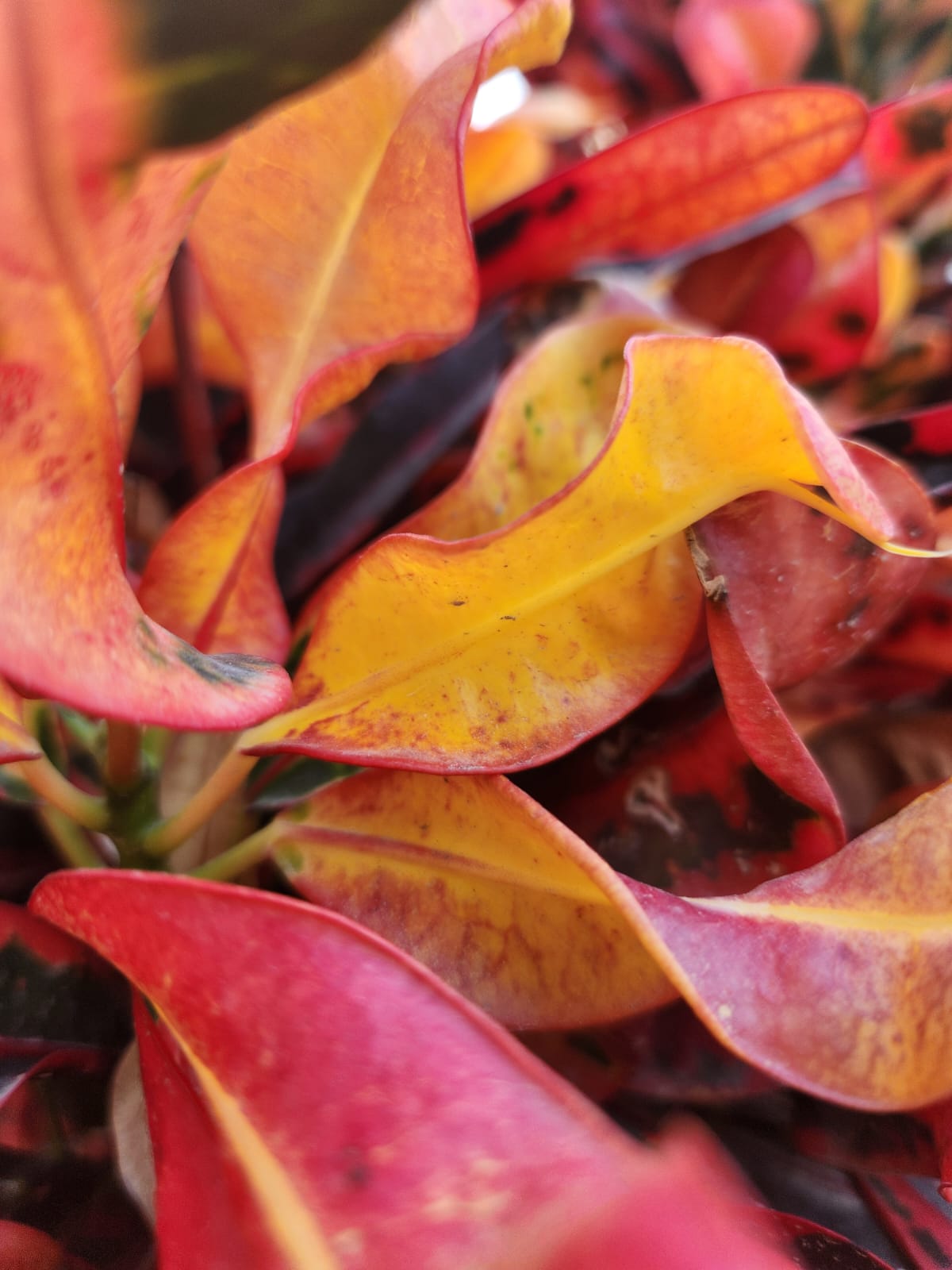 حياتي المزهره by RAMA Abo mokh - Illustrated by Rama Abo Mokh - Ourboox.com