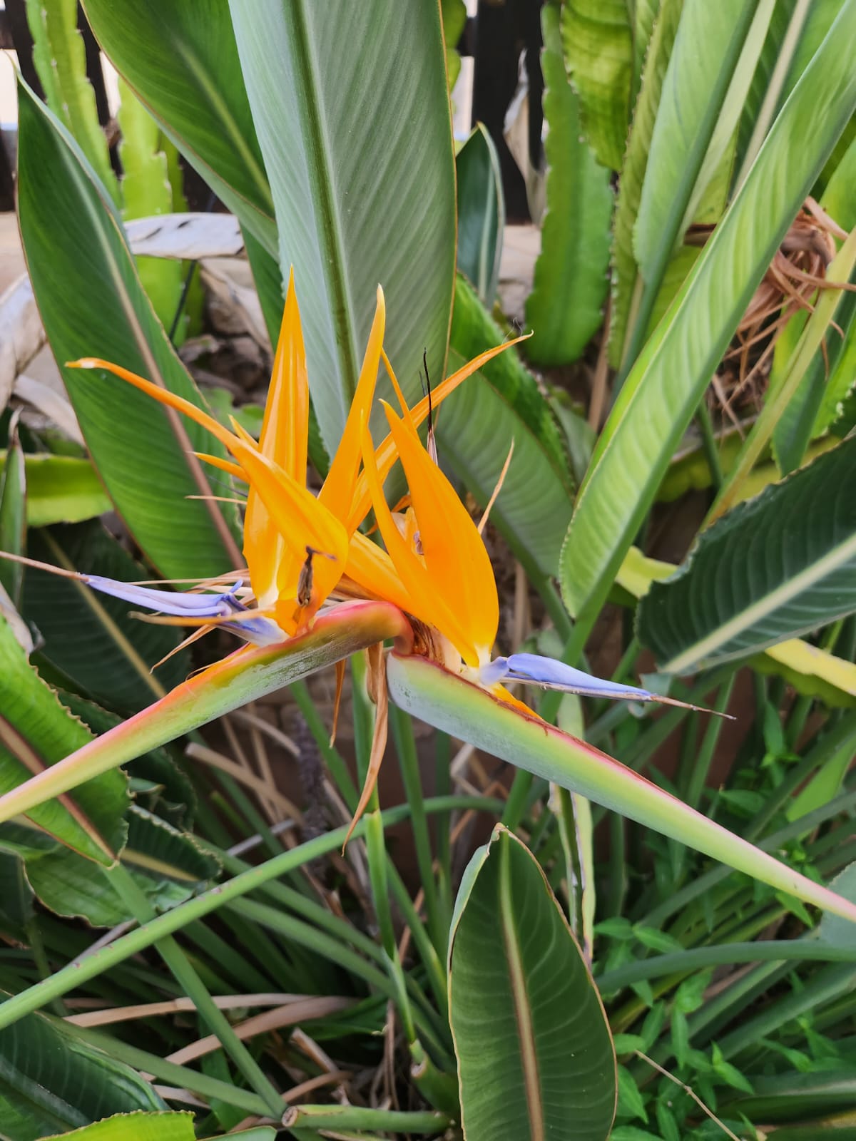 حياتي المزهره by RAMA Abo mokh - Illustrated by Rama Abo Mokh - Ourboox.com