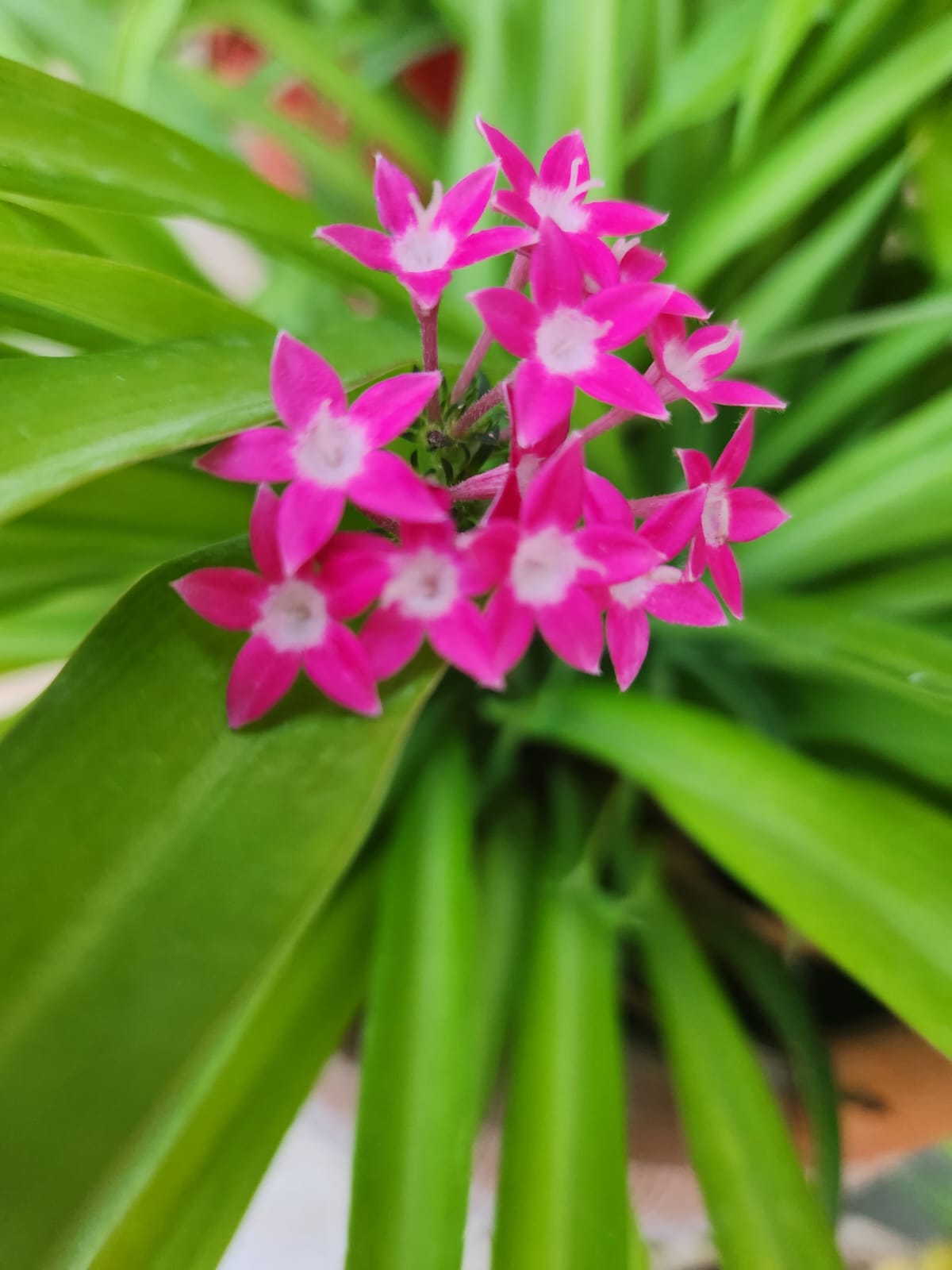 حياتي المزهره by RAMA Abo mokh - Illustrated by Rama Abo Mokh - Ourboox.com