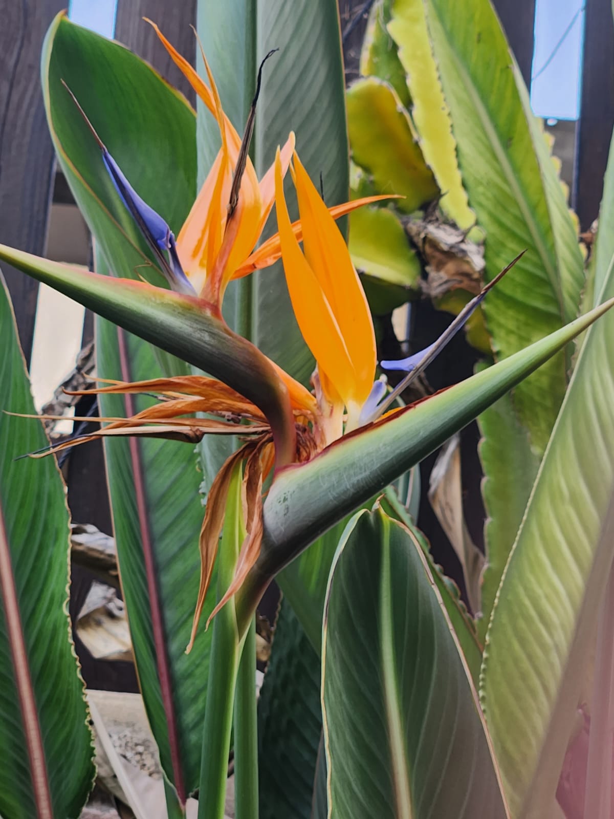 حياتي المزهره by RAMA Abo mokh - Illustrated by Rama Abo Mokh - Ourboox.com