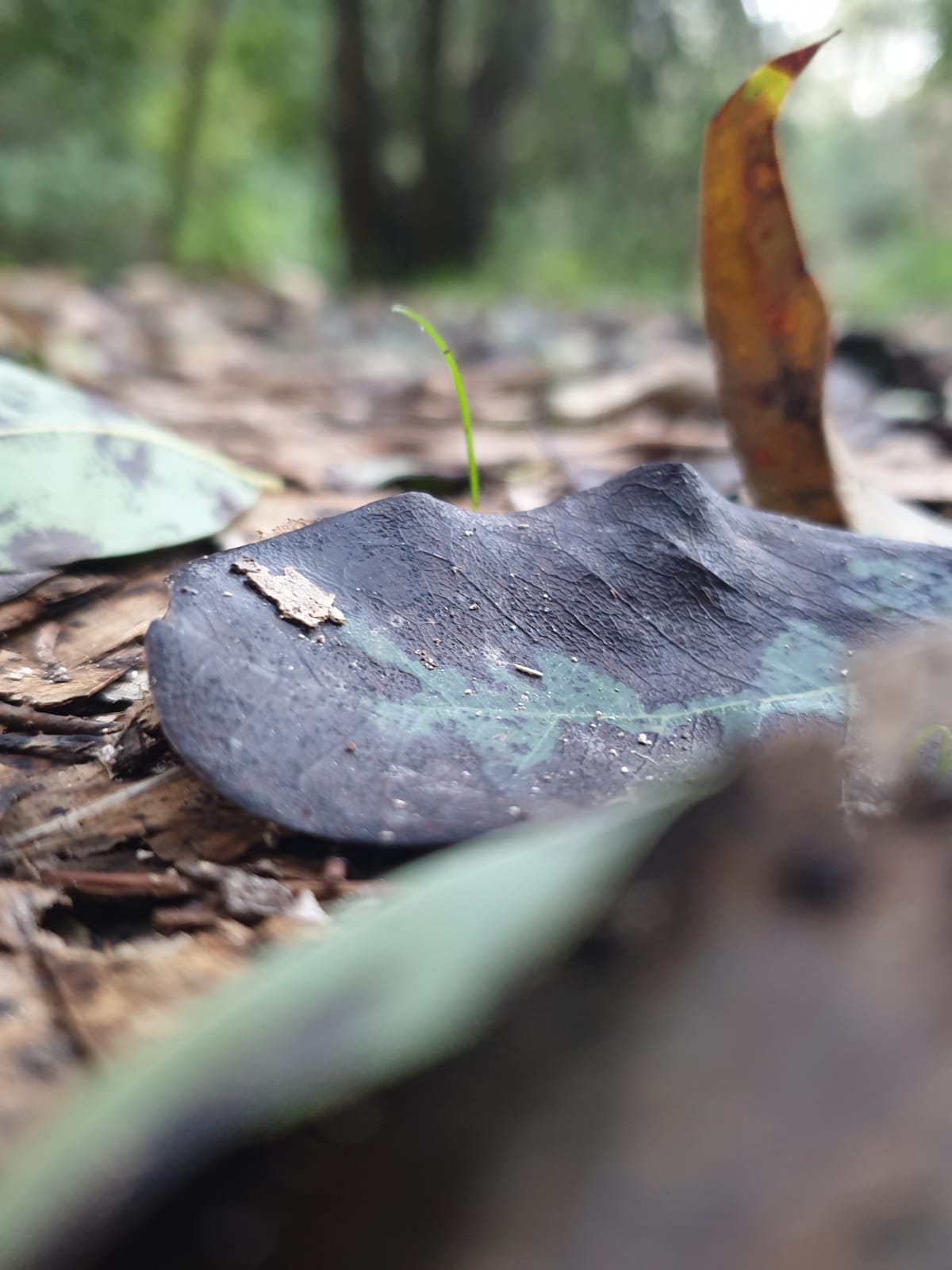 حياتي المزهره by RAMA Abo mokh - Illustrated by Rama Abo Mokh - Ourboox.com