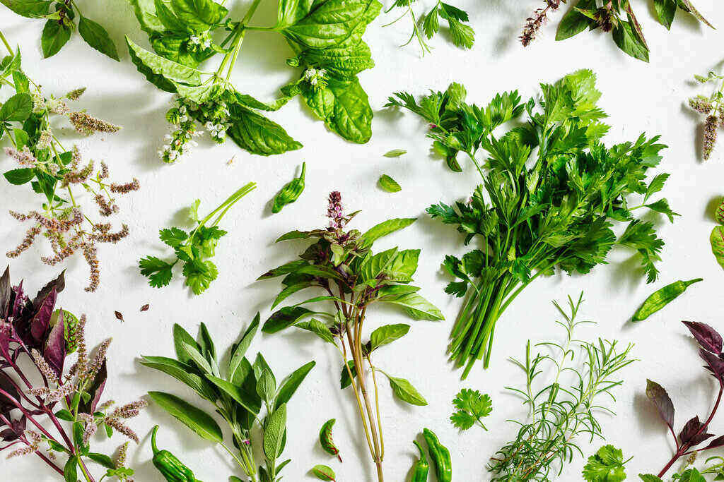 Лечебните билки в България by Martina - Ourboox.com