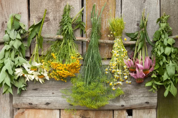 Лечебни Билки by Bojidara - Ourboox.com