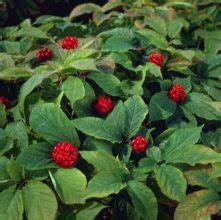 Лечебни Растения в България by Marti Angelov - Ourboox.com