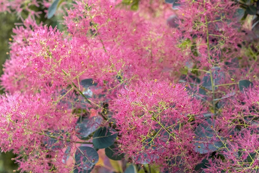 Лечебните билки в България by Martina - Ourboox.com