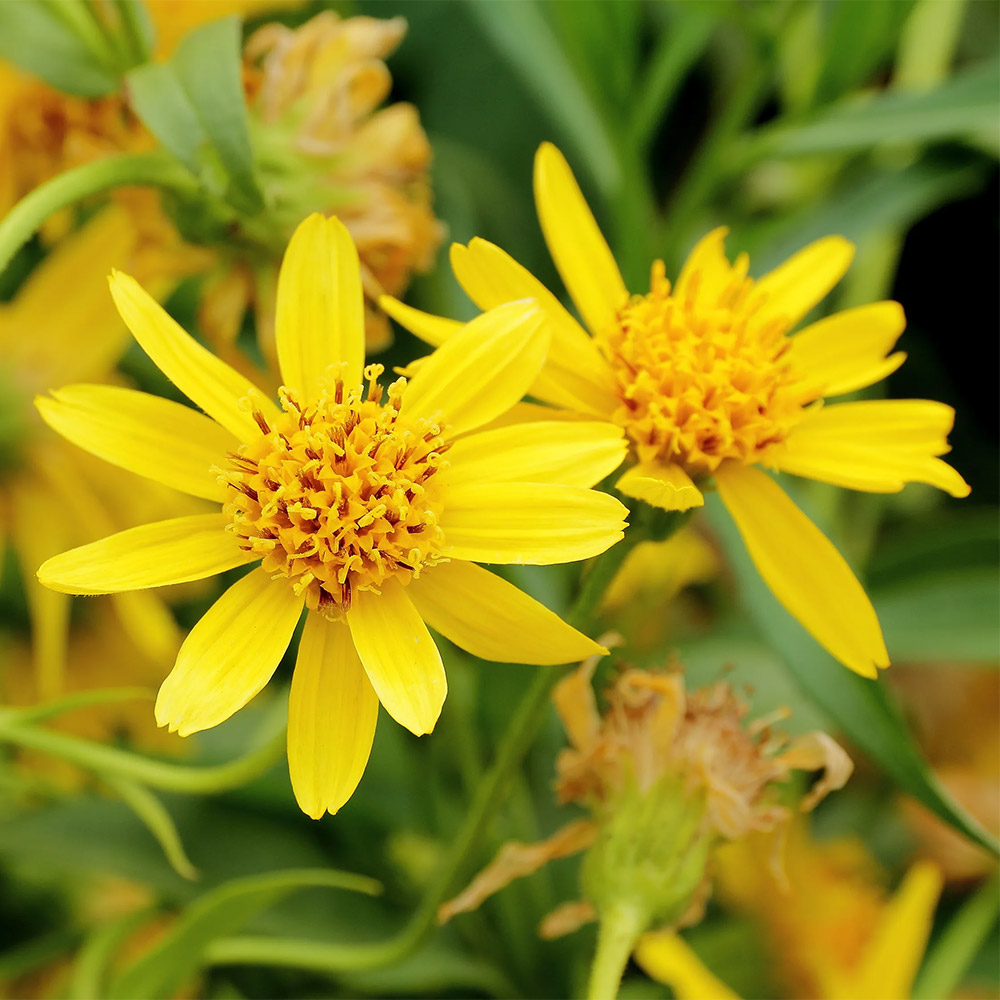 Лечебни растения в България by Raya Ivaylova Ivanova - Ourboox.com