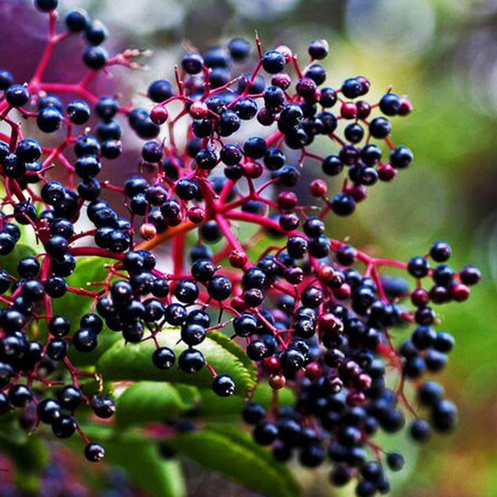 Лечебни растения в България by Raya Ivaylova Ivanova - Ourboox.com