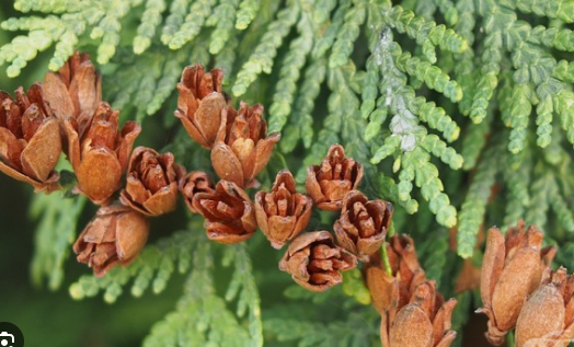 Лечебни Билки by Bojidara - Ourboox.com