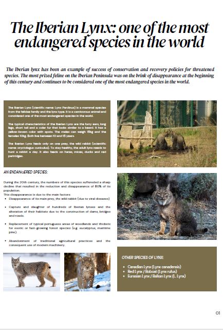 Connected to nature by Kati Bücs - Illustrated by "I see you