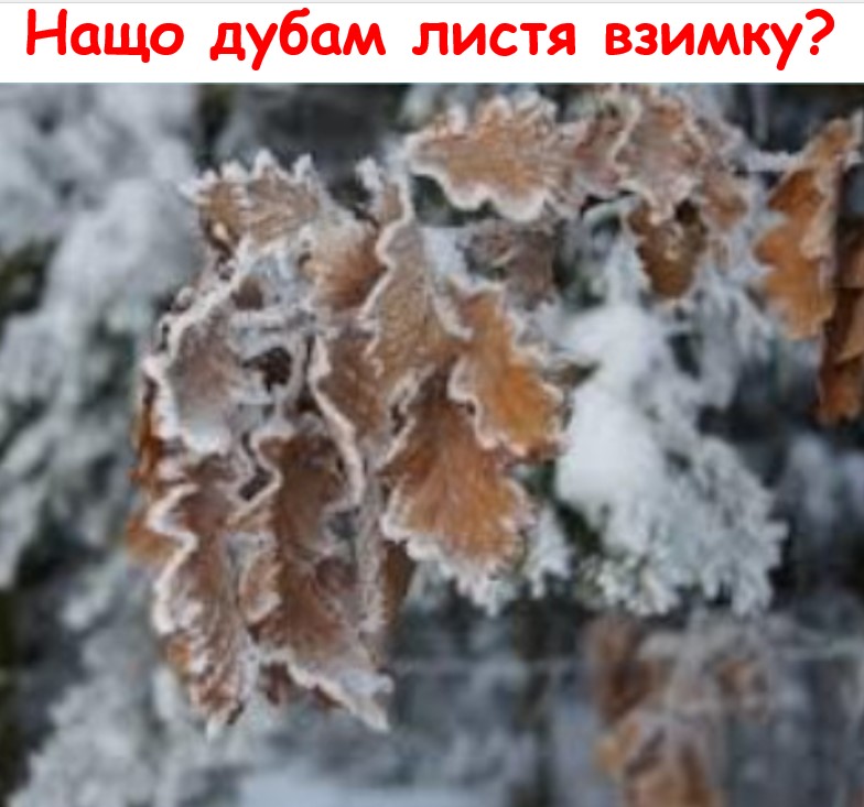  by YelenaTur  - Illustrated by Олена Турчина - Ourboox.com